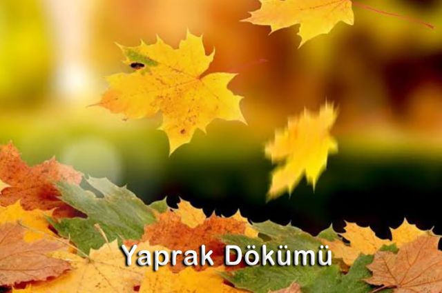 YAPRAK DÖKÜMÜ