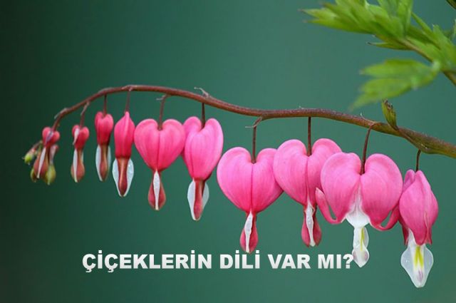 ÇİÇEKLERİN DİLİ VAR MI?