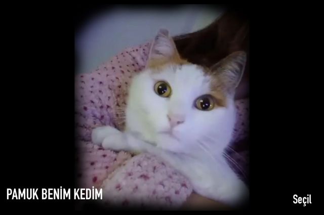 PAMUK BENİM KEDİM