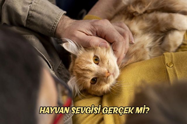 HAYVAN SEVGİSİ GERÇEK Mİ ?